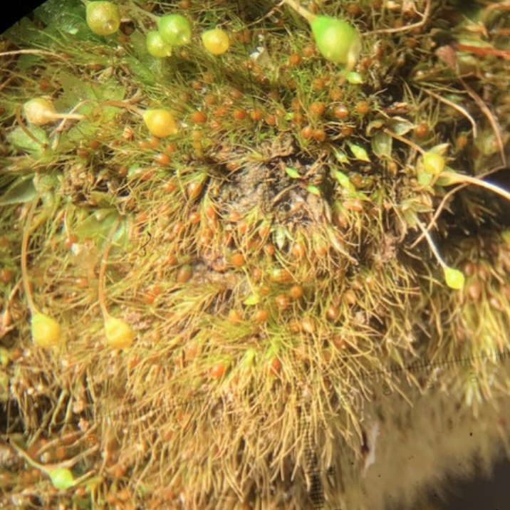 Bruchia flexuosa